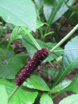 Pipevine Swallowtail - caterpillar